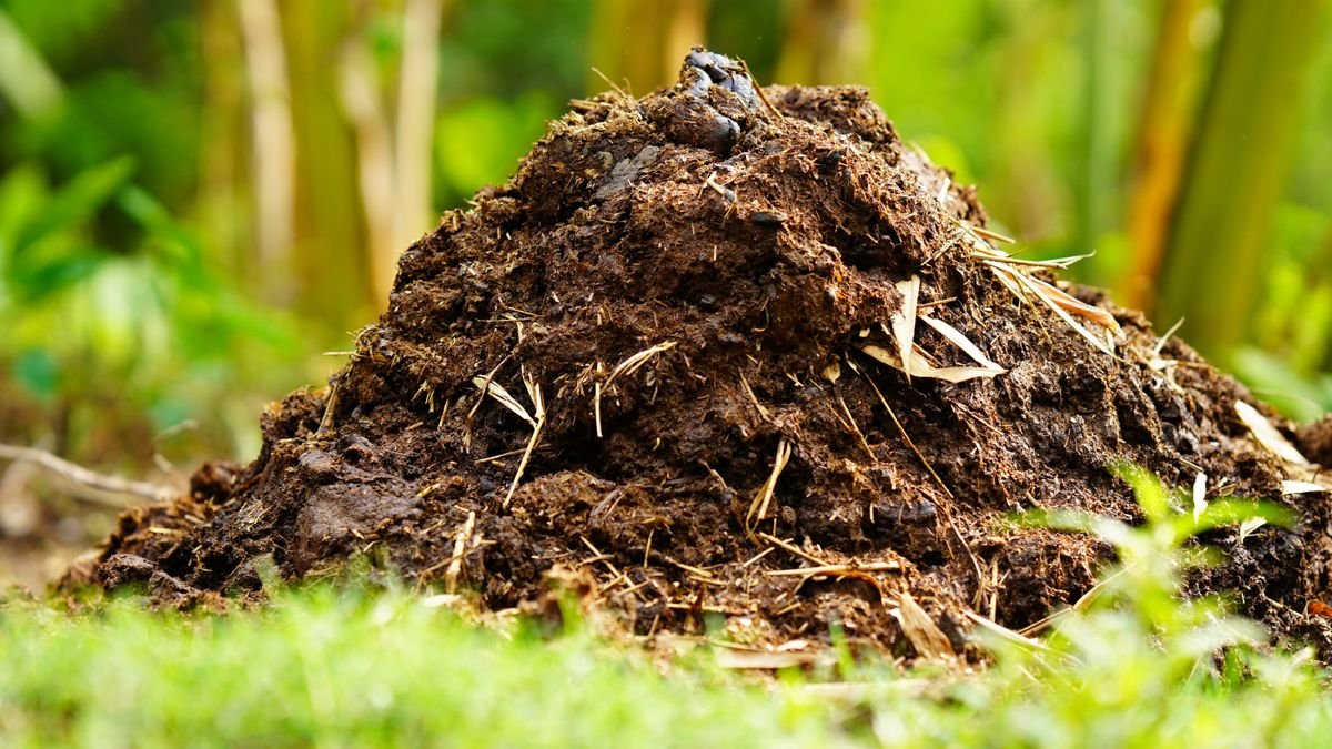 Pile of dark organic manure